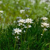 Snowflake Candytuft